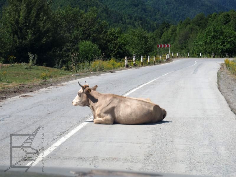 Krowa wypoczywająca na drodze (Gruzja na własną rękę)