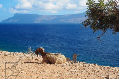 Koza w okolicy Balos (Kreta, Grecja)