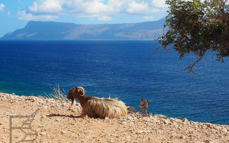 Koza w okolicy Balos (Kreta, Grecja)
