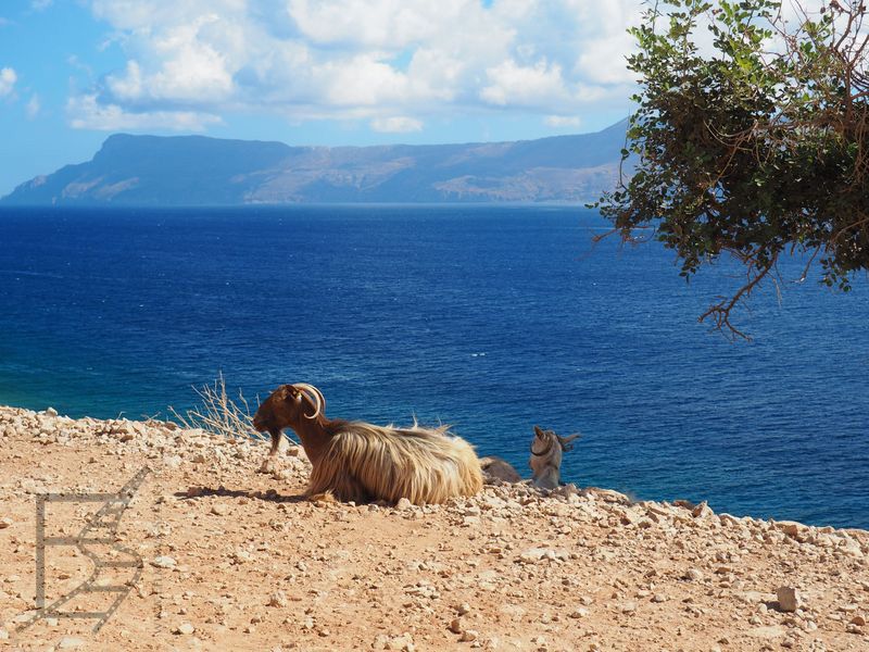 Koza w okolicy Balos (Kreta, Grecja)