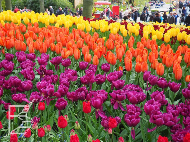 Tulipany Keukenhof