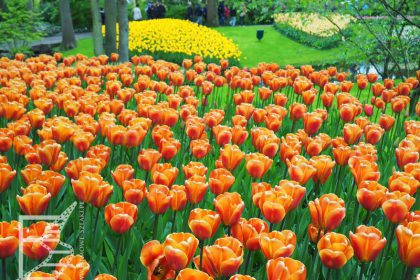 Tulipany w Keukenhof