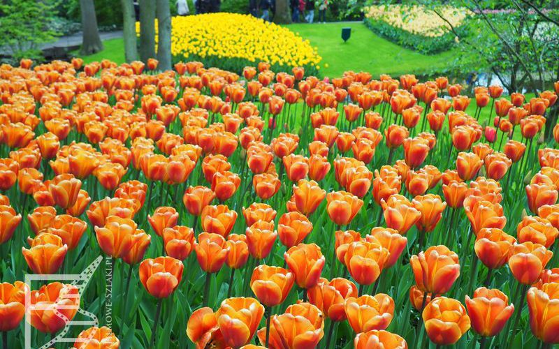 Tulipany w Keukenhof