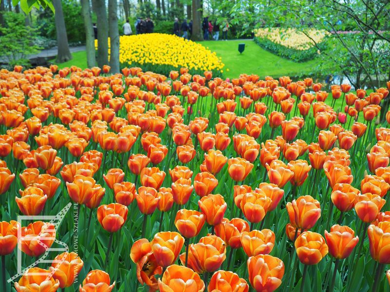 Tulipany w Keukenhof