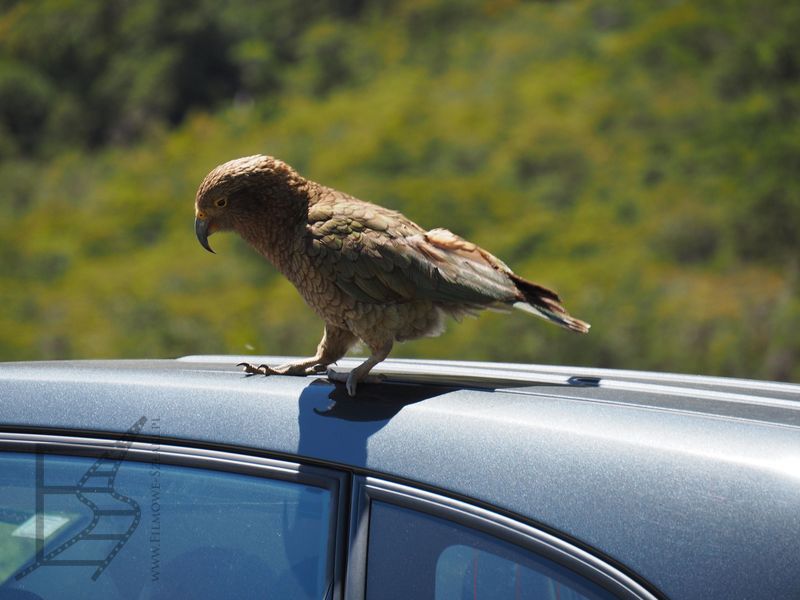 Kea zaczepiająca turystów podczas postoju w Fiordland