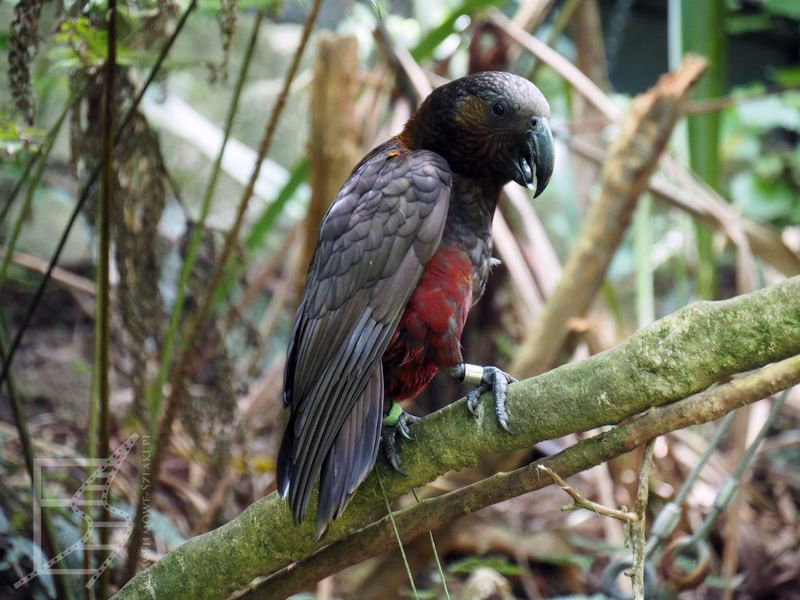 Nestor kaka (Nestor meridionalis)