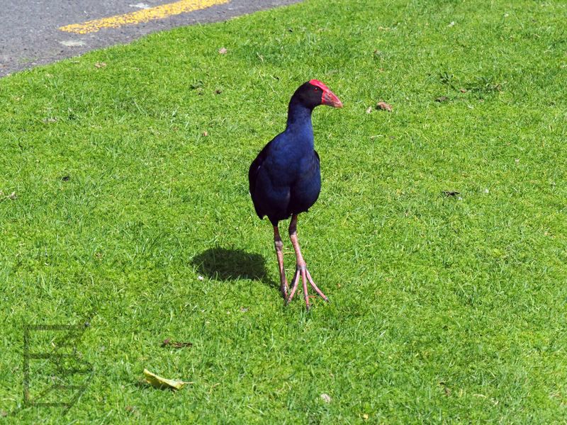 Modrzyk ciemny (Porphyrio porphyrio melanotus) to podgatunek modrzyka zwyczajnego.