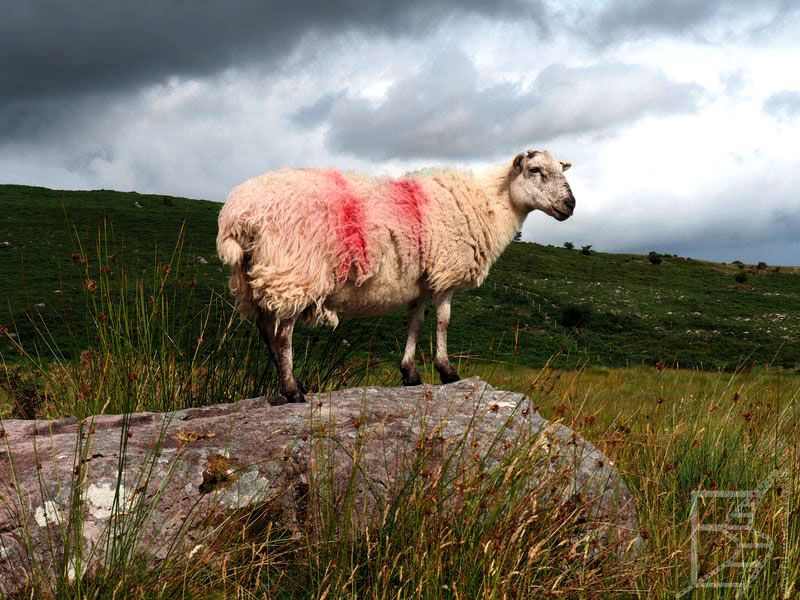 Irlandia - owca, łąka i skały