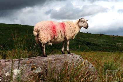 Irlandia - owca, łąka i skały