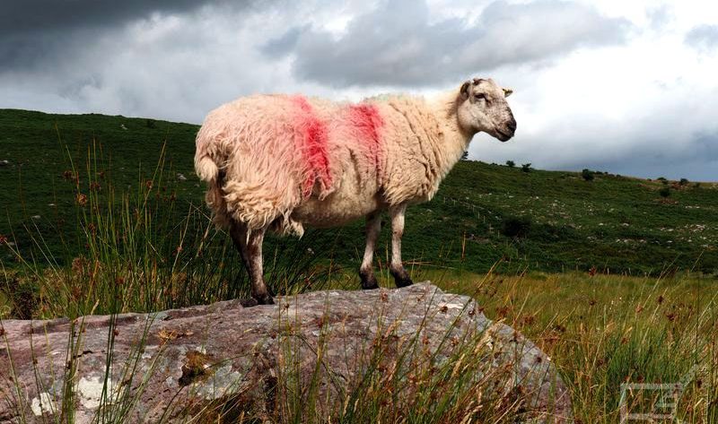 Irlandia - owca, łąka i skały