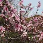 Kwitnące wiśnie - Fukushima
