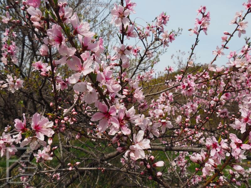 Kwitnące wiśnie - Fukushima