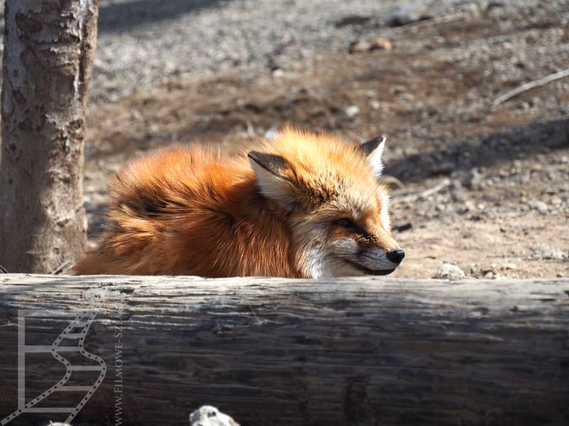 Lis w Zao Fox Village