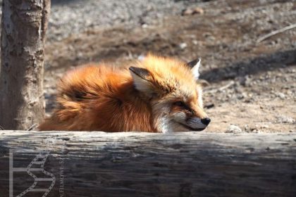 Lis w Zao Fox Village
