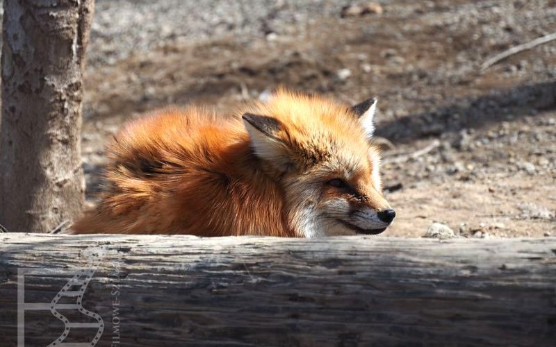 Lis w Zao Fox Village