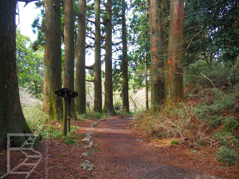 Droga Tōkaidō w Hakone słynie z wiekowych cyprysów