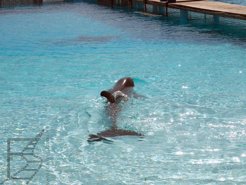 Delfin w basenie