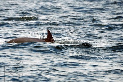 Delfin, rejs po Zatoce Omańskiej