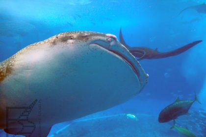 Rekin wielorybi, Churaumi Aquarium, Okinawa