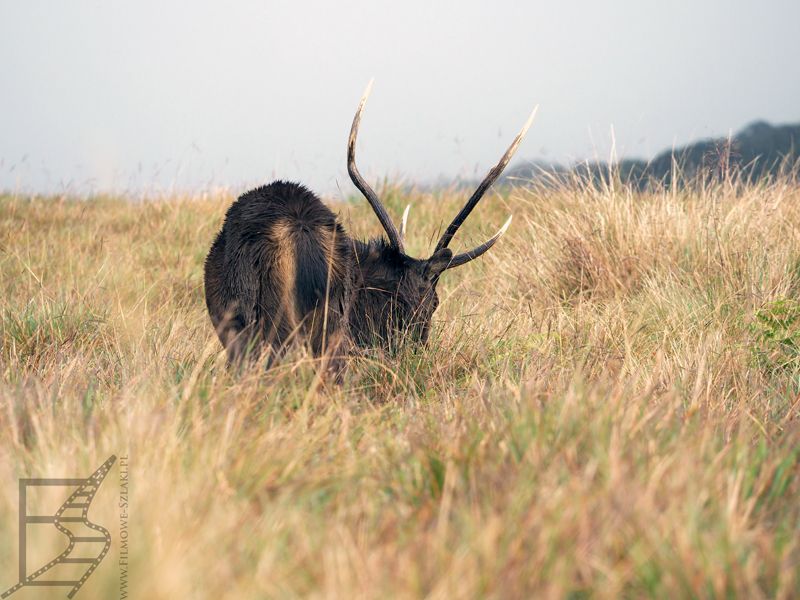 Sambar jednobarwny (Rusa unicolor)