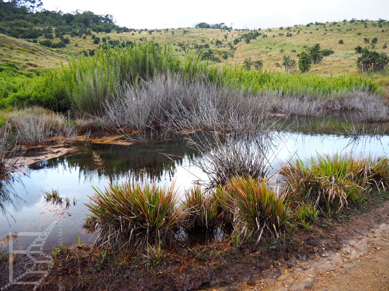 Płaskowyż Hortona (Horton's Plain, Sri Lanka)