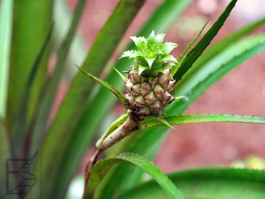 Młody ananas (ogród przypraw w Matale)