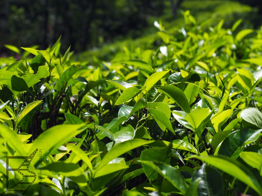 Krzewy herbaciane (Ella)