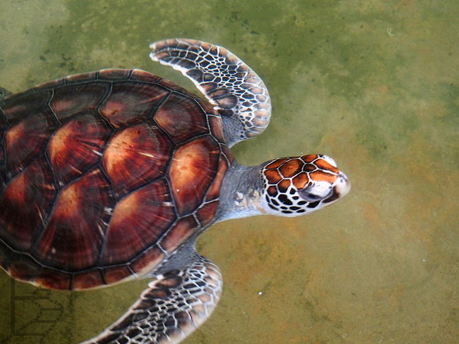 Żółw w wylęgarni (Kosgoda)