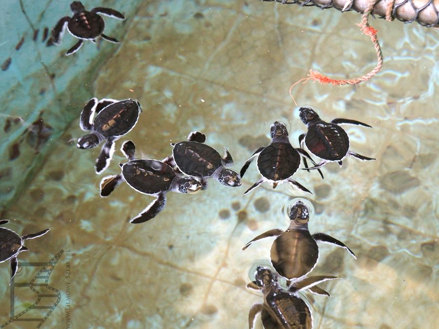 Małe żółwiki czekające na wypuszczenie do oceanu (Kosgoda)