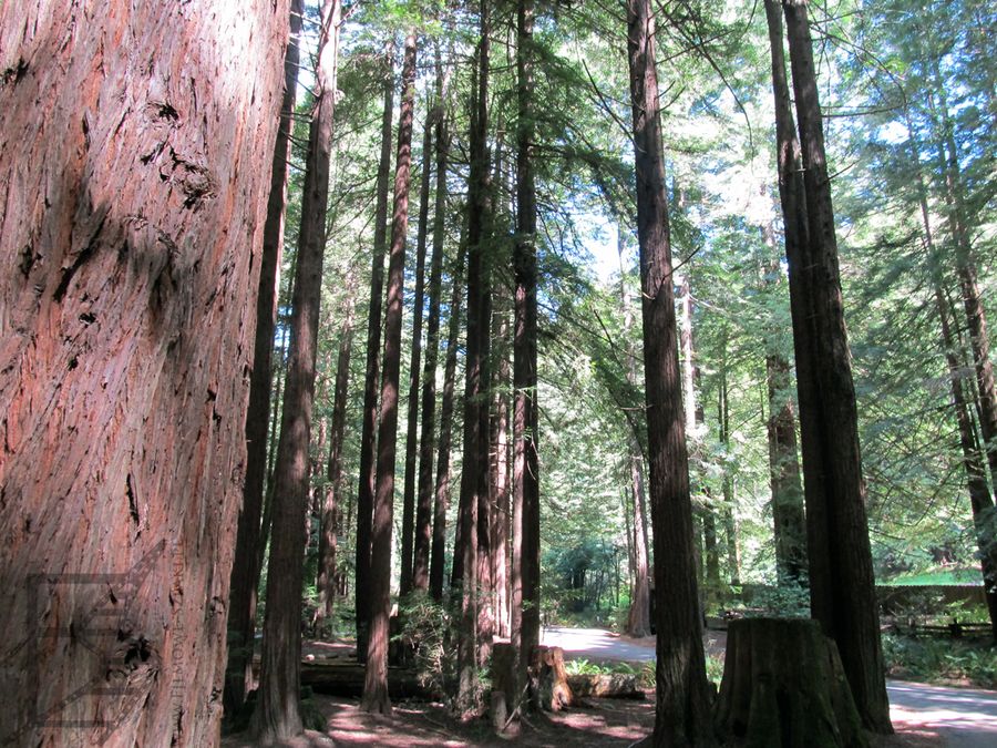 Sekwoje w Redwood