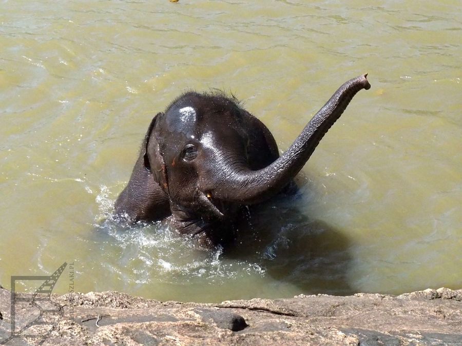 Słoń zadowolony z kąpieli