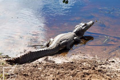 Kajman żakare (Pantanal, Brazylia)