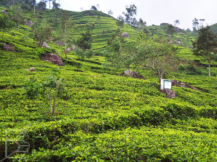 Widok na pola herbaty w okolicy Haputale (Sri Lanka)