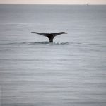 Ogon wieloryba w Husavik