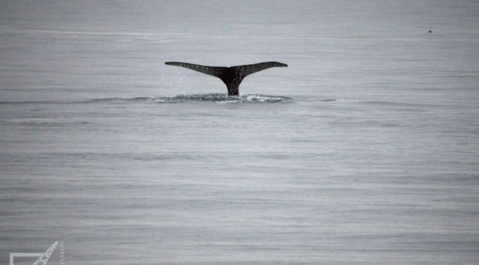 Ogon wieloryba w Husavik