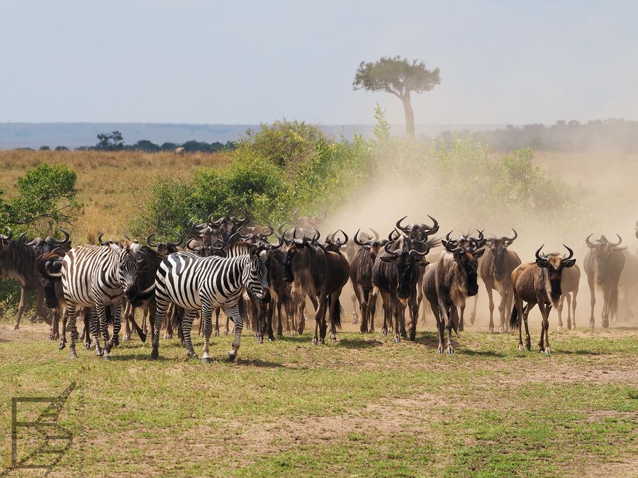 Stado gnu i zebr zbierające się przed rzeką Mara (Wielka Migracja, Masai Mara, Kenia)