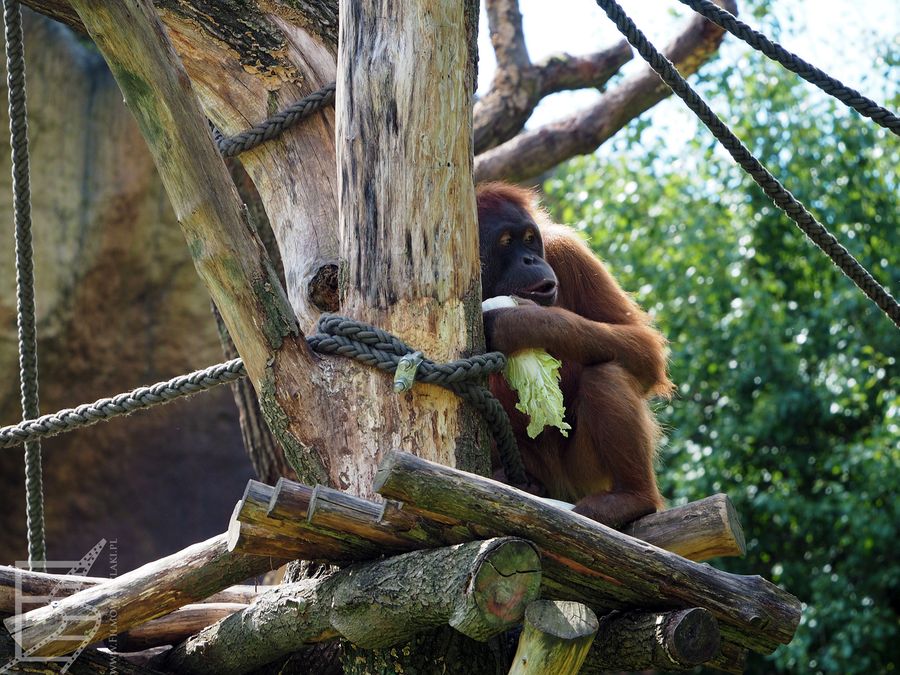Pongoland w lipskim zoo