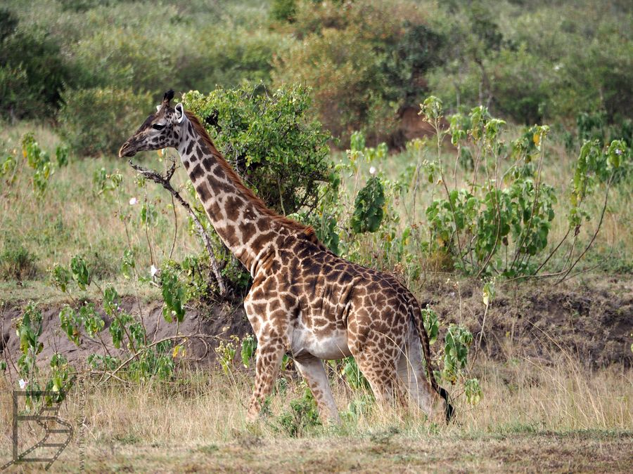 Żyrafa masajska (Giraffa tippelskirchi)