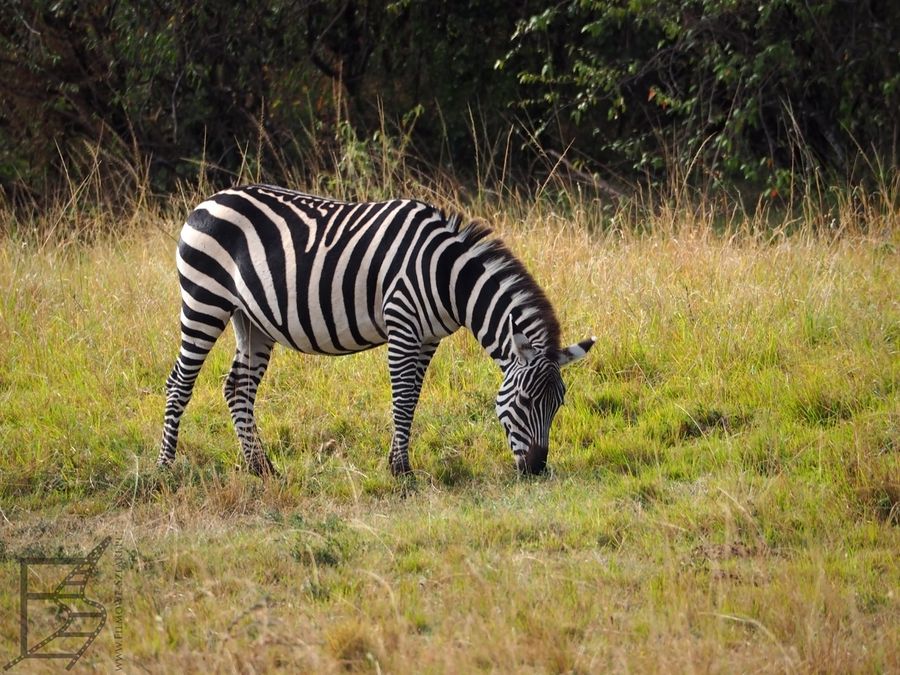 Zebra w Masai Mara