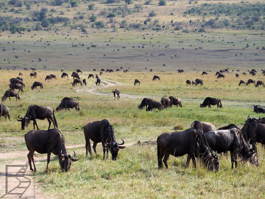 Stado Gnu pasie się na sawannie w Masai Mara