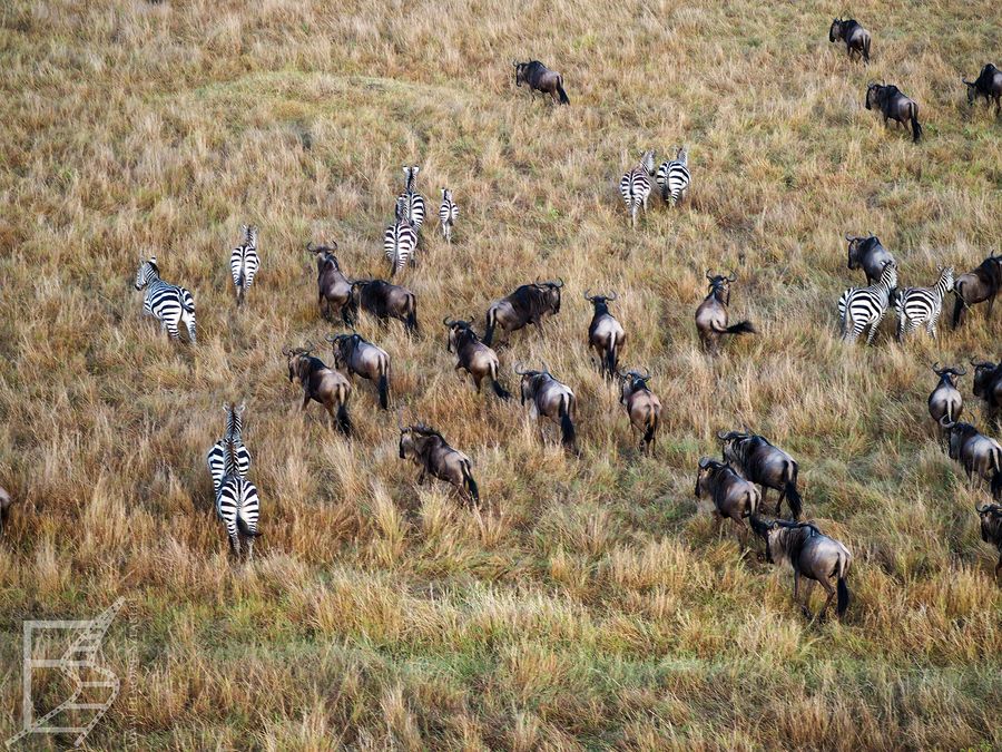 Gnu i zebry na sawannie (safari balonem w Masai Mara)