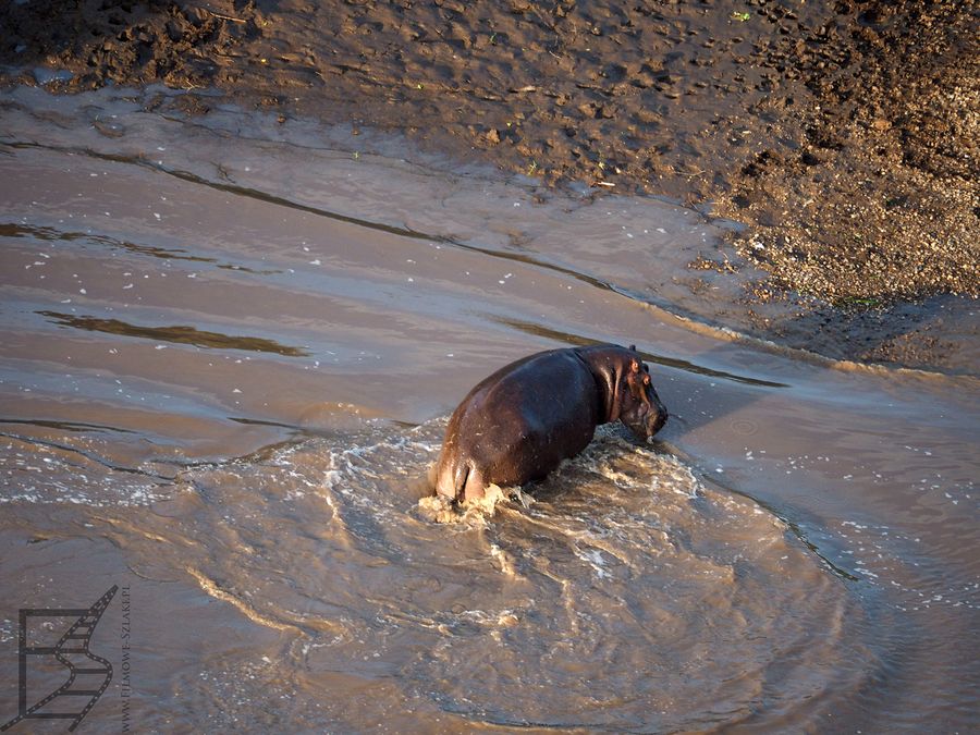Hipopotam w rzece Mara (safari balonem nad Masai Mara)