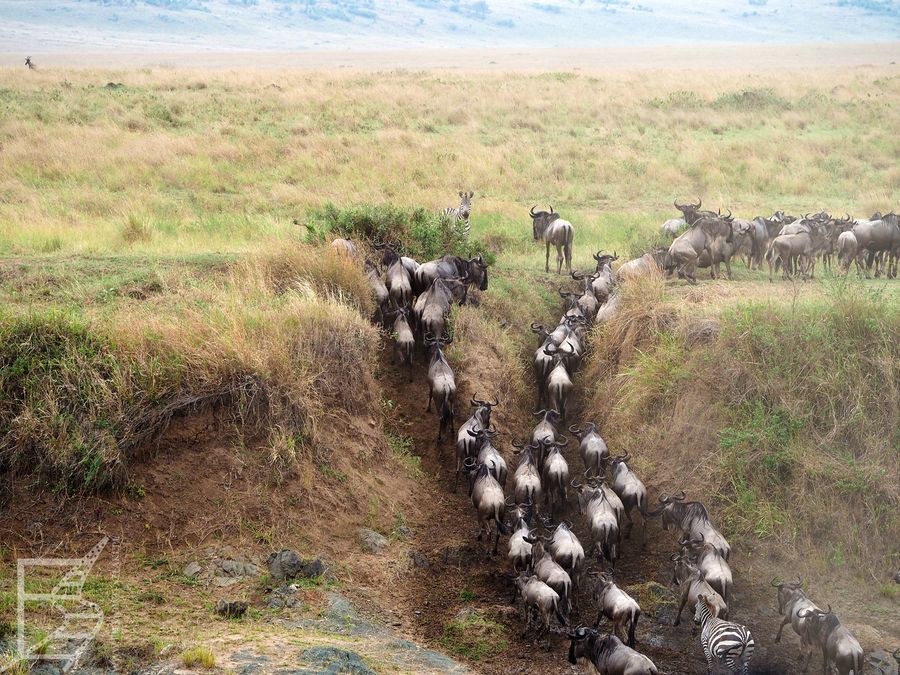 Wielka Migracja w Masai Mara, stado wychodzi na brzeg po drugiej stronie rzeki
