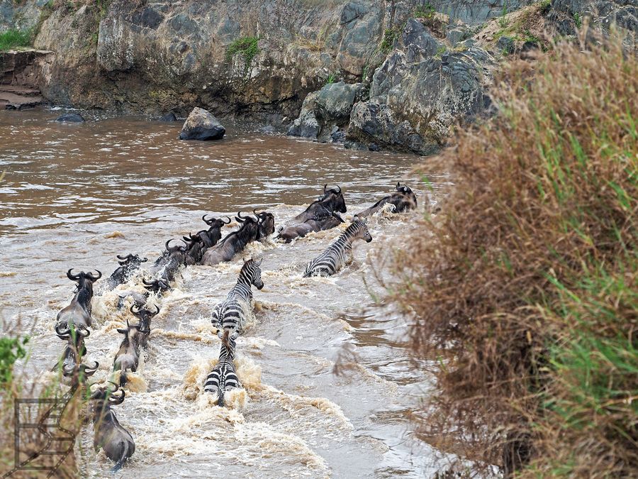 Wielka Migracja w Masai Mara, stado przekracza rzekę Mara