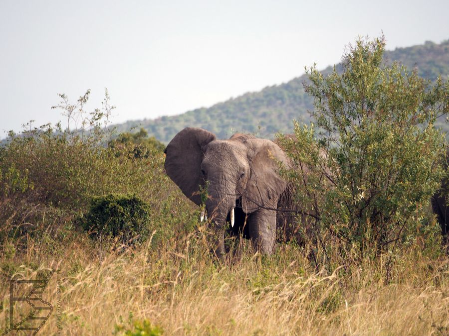 Słonie w Masai Mara