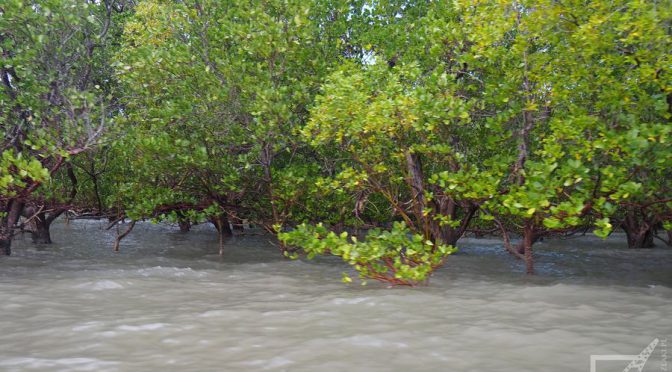 Las namorzynowy (Wyspa Funzi)