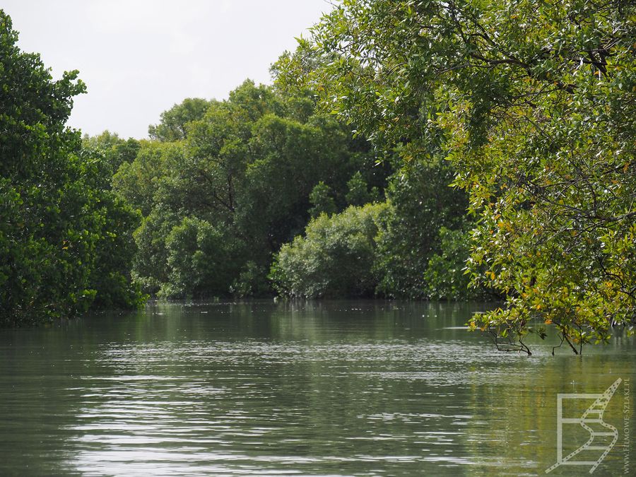 Las namorzynowy (Funzi Island)