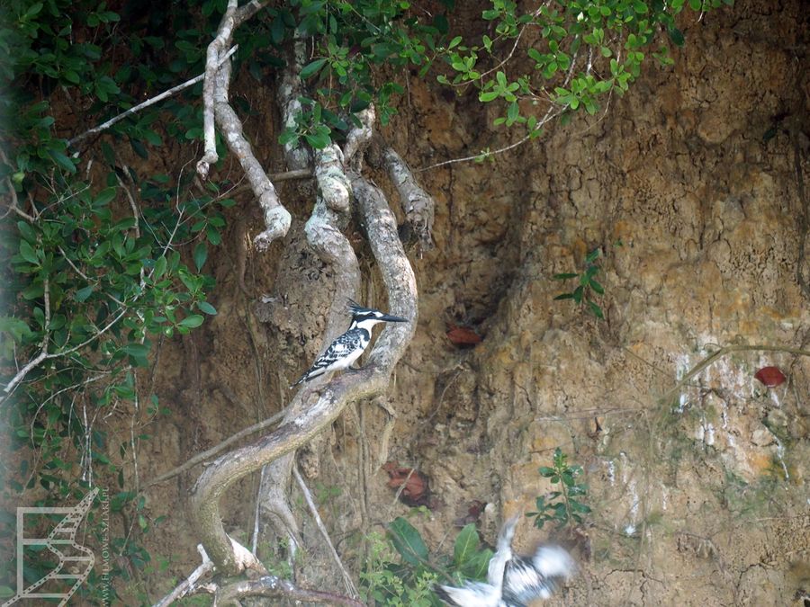 Zimorodek srokaty (Rybaczek srokaty, Ceryle rudis)
