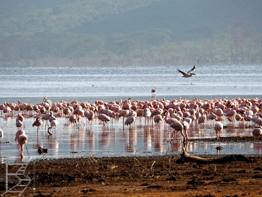 Flamingi nad jeziorem Nakuru