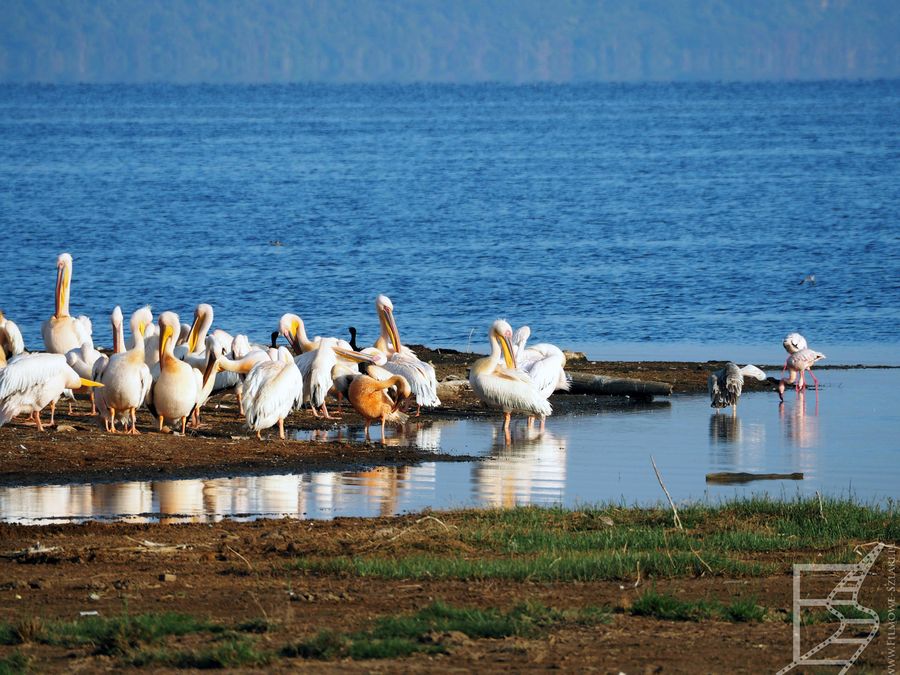 Pelikany nad jeziorem Nakuru